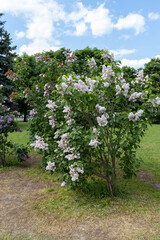 Fototapeta na wymiar Blooming lilac in the park of Moscow. Lilac Garden Shchelkovskoe highway 2022
