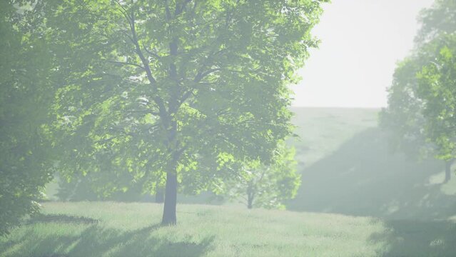 maple leaves in the wood