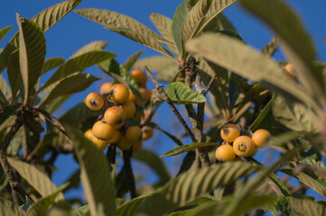 Ripe medlar fruits hang on a tree, Mespilus. 

