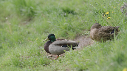 ducks resting on a ground near pond