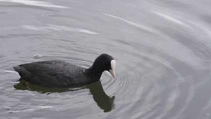 coot searching for food near coastline of a pond