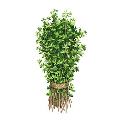 Thyme herb bunch watercolor illustration. Hand drawn organic green fresh medicine plant. Thyme aromatic herb cooking, aromatherapy element. Herbal stems and leaves bunch with a rope element