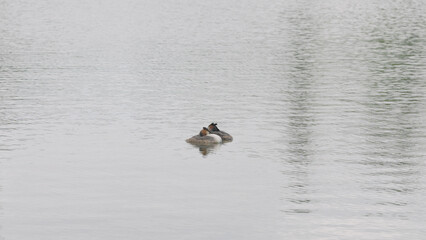 of Great crested grebe couple swimming in a pond