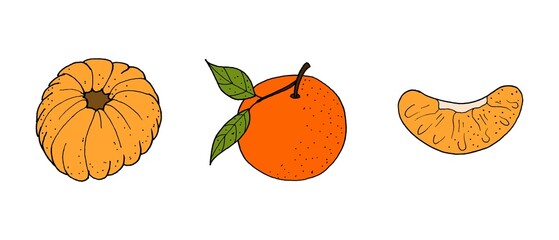 Set of tangerines. Vector illustration. Drawn by hand. Isolated.