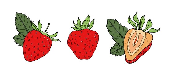 Strawberry set. Vector illustration. Drawn by hand. Isolated.