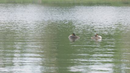 Fototapeta premium of Great crested grebe couple swimming in a pond