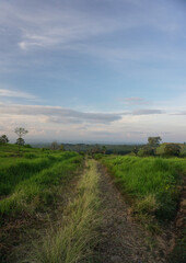 The Dogs playing at plantation in Banyuwangi, Indonesia.