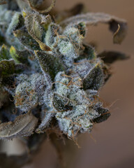 Fresh cannabis flowers and buds on marijuana plant