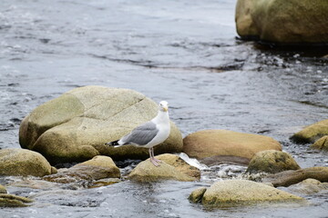 Obraz premium seagull sitting on a rock at the beach