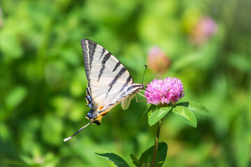 Beautiful Butterfly Scarce Swallowtail, Sail Swallowtail, Pear-tree Swallowtail, Podalirius. Latin name Iphiclides podaliriu. Butterfly collects nectar on flower.