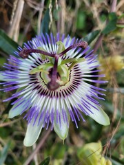 Passiflora flower in the garden