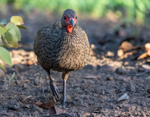 Swainson's spurfowl isolated in the late afternoon sunlight