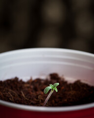 Cannabis seedlings for cannabis plant
