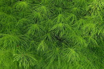 green grass background