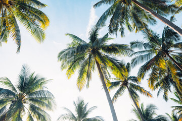 Fototapeta na wymiar coconut trees on tropical island in summer
