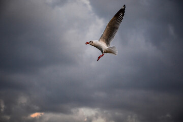 seagull in flight