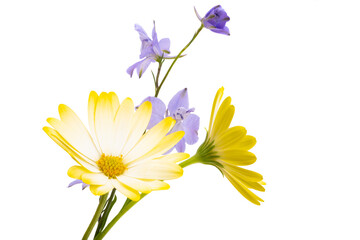 yellow Osteospermum isolated