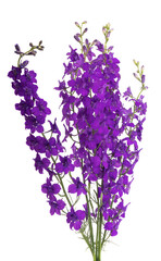 perennial delphinium flowers isolated