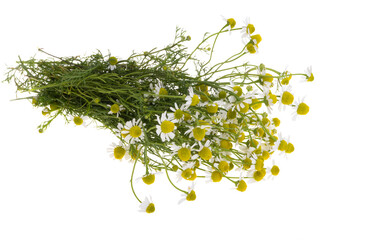 medical chamomile isolated