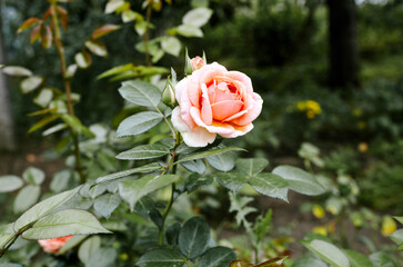 Pink rose in the garden. A bush of beautiful rose in summer light. Beautiful spring or summer blooming rose plant