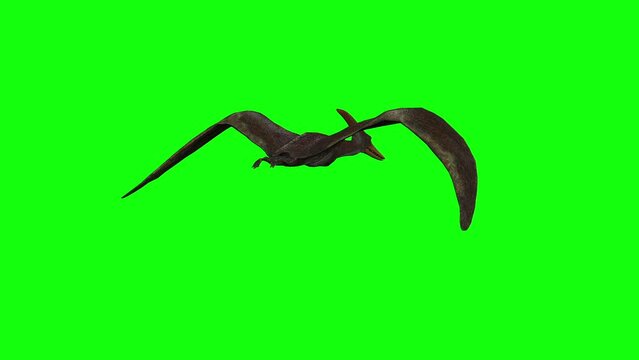 3d animation of Pterodactyl flying on green screen