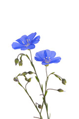 Fototapeta na wymiar beautiful blue flax flowers isolated