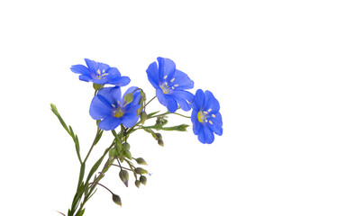 Fototapeta na wymiar beautiful blue flax flowers isolated