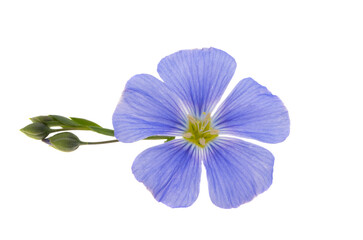 beautiful blue flax flowers isolated