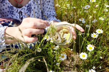 Woman collects medicinal herbs in green meadow. Fresh green herbs harvest. Alternative herbal...