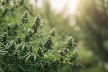 cannabis farm in the morning, legally grown, Cannabis Cultivation.