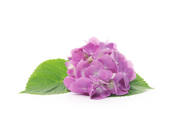 pink hydrangea flowers on a white background