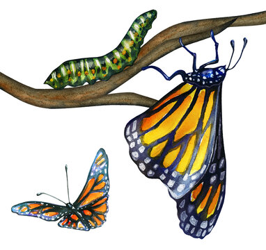 Butterflies have evolved from caterpillars to adults. Watercolor drawing on a white background.