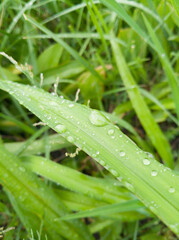 grass with dew