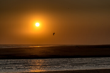 Shadow of a seagull flying at sunset golden over the sea