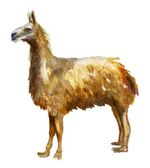 Cute watercolor llama, alpaca illustration. Llama print in boho style. Lama individual items.