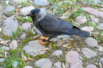 jackdaw eating cookie for dessert on stone square