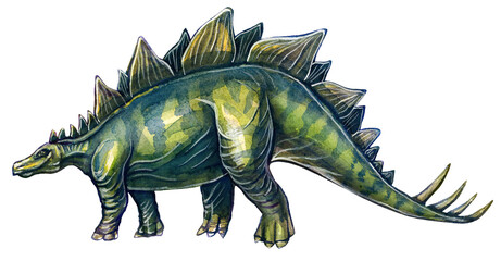 Prehistoric drawing of a stegosaurus dinosaur in watercolor on a white background. © Viktoriia