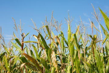 Close up of corn (maize). Blue sky.