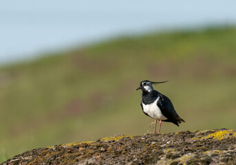 TOFSVIPA  Northern lapwing (Vanellus vanellus)