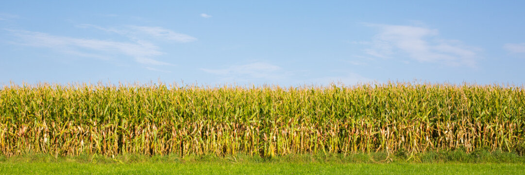 Panorama (side view) of a corn field. View on the edge of the field.