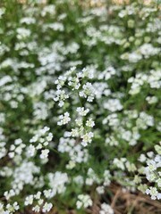 White little flowers in the garden