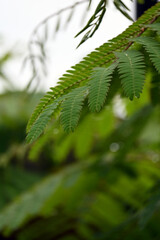 fern leaves