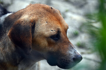 portrait of a dachshund