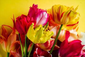 nice spring flowers - colorful tulips