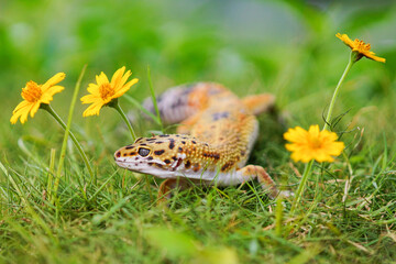 leopard geco, gecko on the grass,  - obrazy, fototapety, plakaty