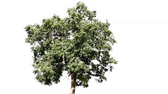 padauk tree on a completely separated moving white background. used to accompany the presentation