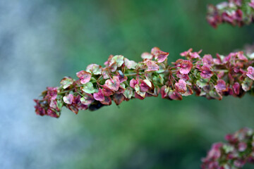 Rumex plant. Rumex crispus plant. Dock flower spike, red in the sun. Nature weed macro. Rumex crispus, dock flower spike, red in the sun. Nature weed macro.	