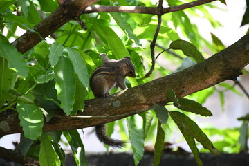 Chipmunk is scratching himself on the branch of the tree