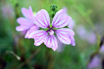 flower in the garden