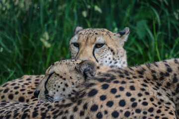 cheetah in the grass